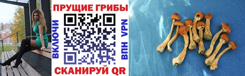 Галлюциногенные грибы мицелий  Щучье 